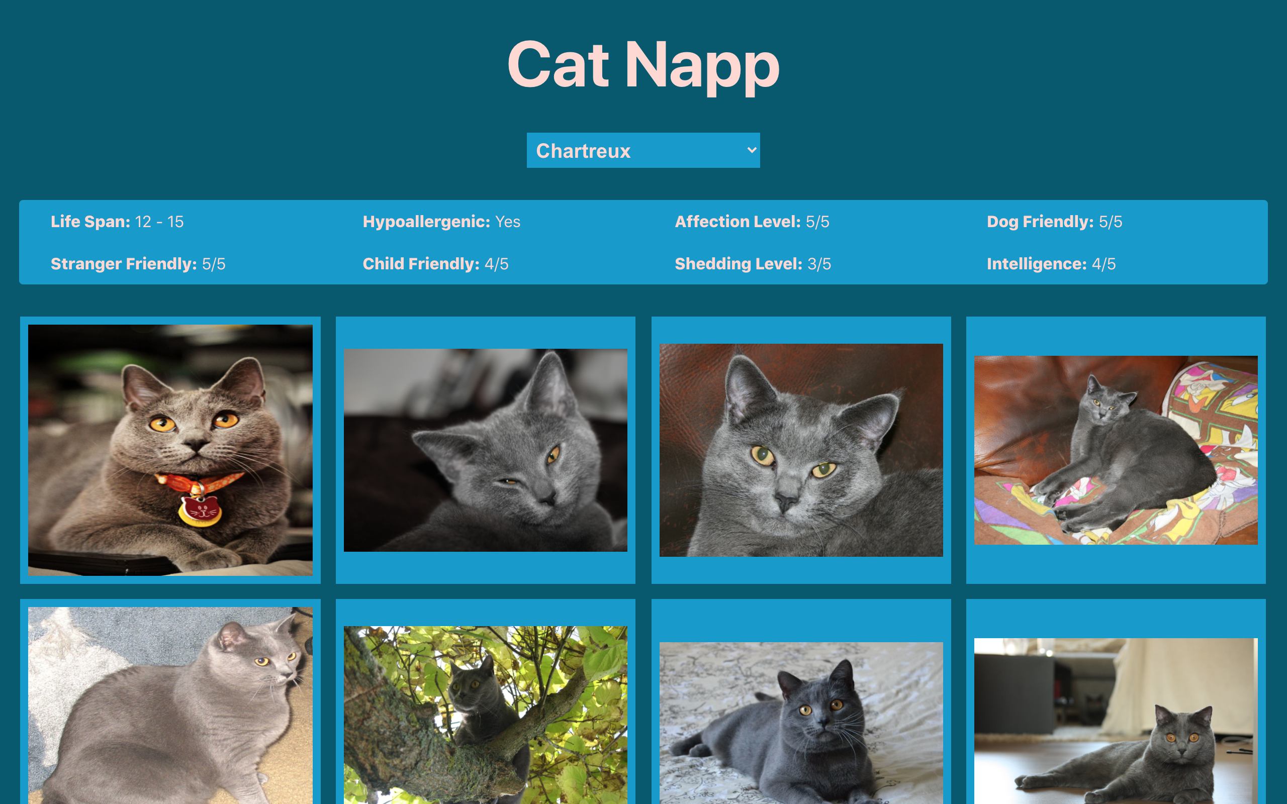 Screenshot of Cat Napp application.